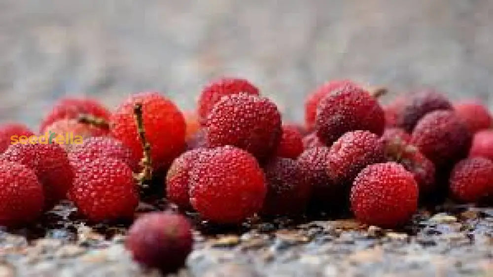 Arbutus Bayberry Fruit Seeds For Planting - Red