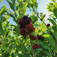 Arbutus Bayberry Tree Growing in Garden, Healthy Tree with Red Berries and Vibrant Foliage