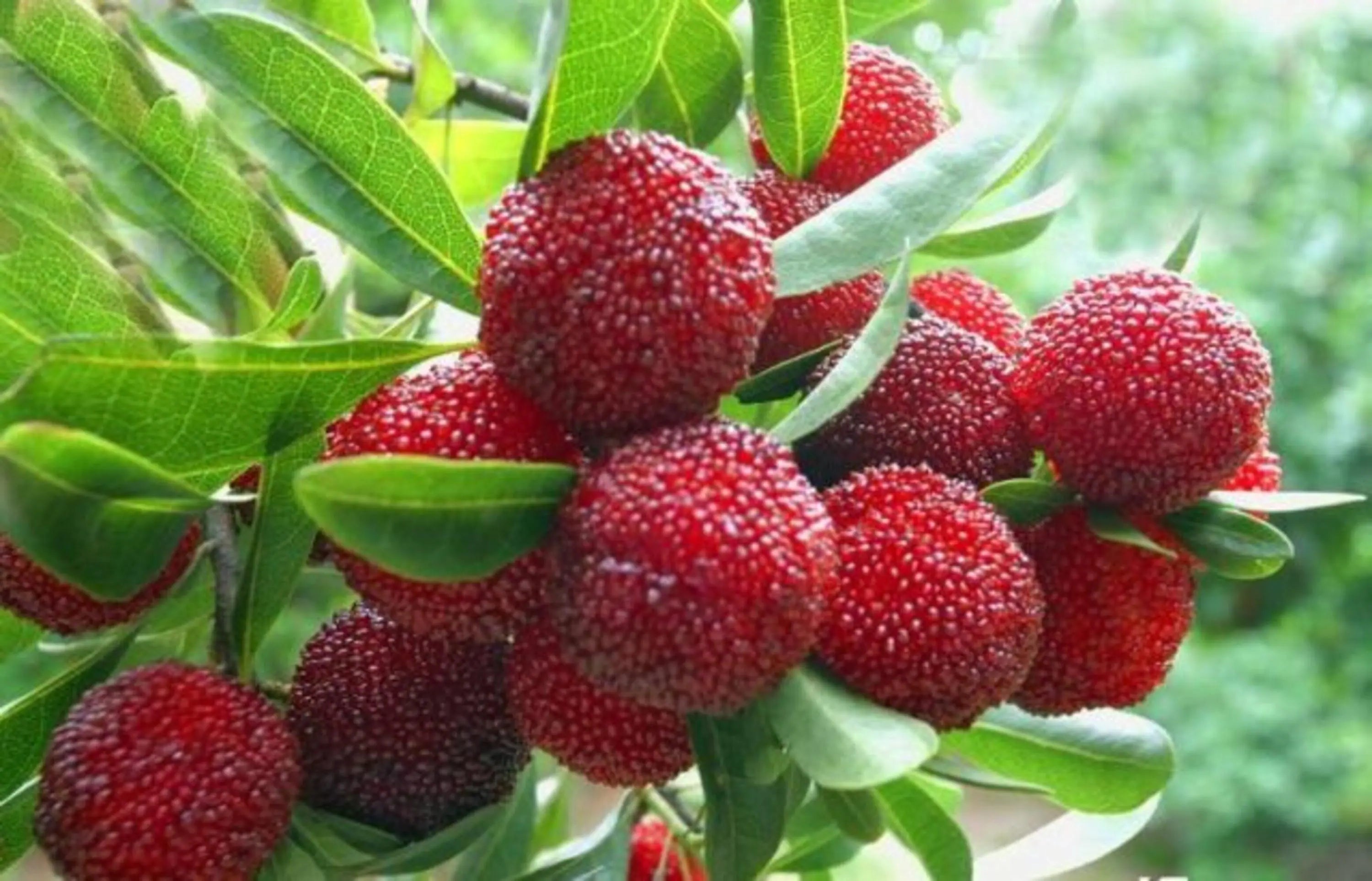 Step-by-Step Guide for Planting Arbutus Bayberry Fruit Seeds in Your Garden