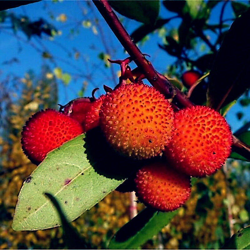 Arbutus Tree Growing in Garden, Healthy Tree with Colorful Fruit and Evergreen Foliage