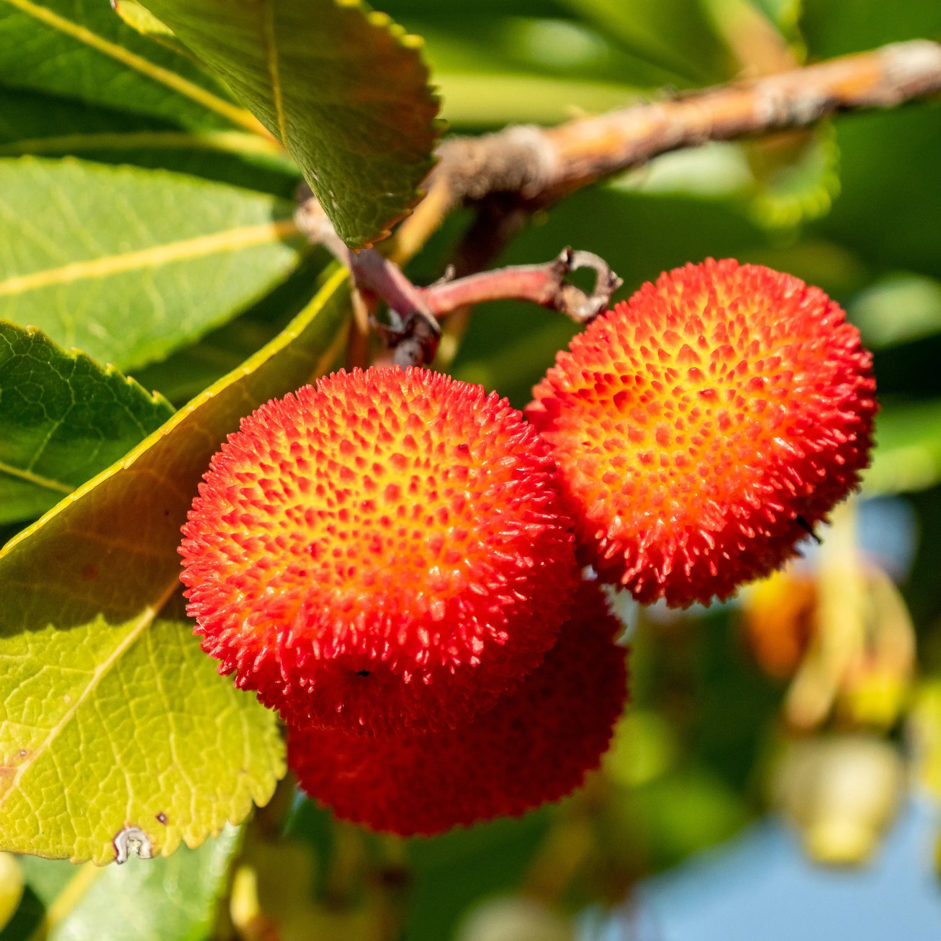 Step-by-Step Guide for Planting Arbutus Fruit Seeds for Mixed Color Planting in Your Garden