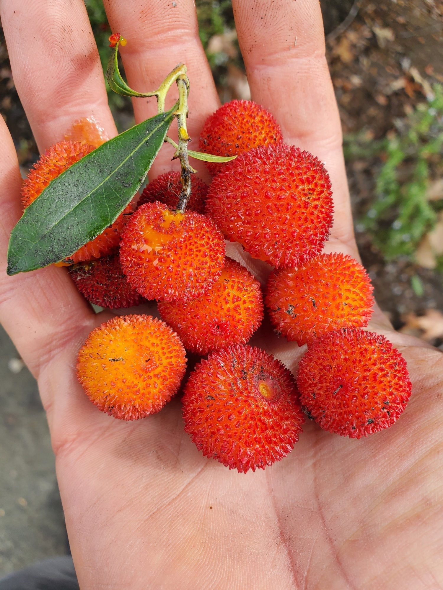 Step-by-Step Guide for Planting Arbutus Fruit Seeds in Your Garden