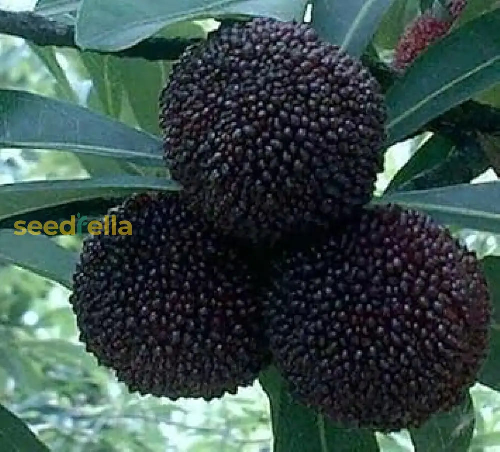 Arbutus Seeds For Planting Unique Fruits Fruit