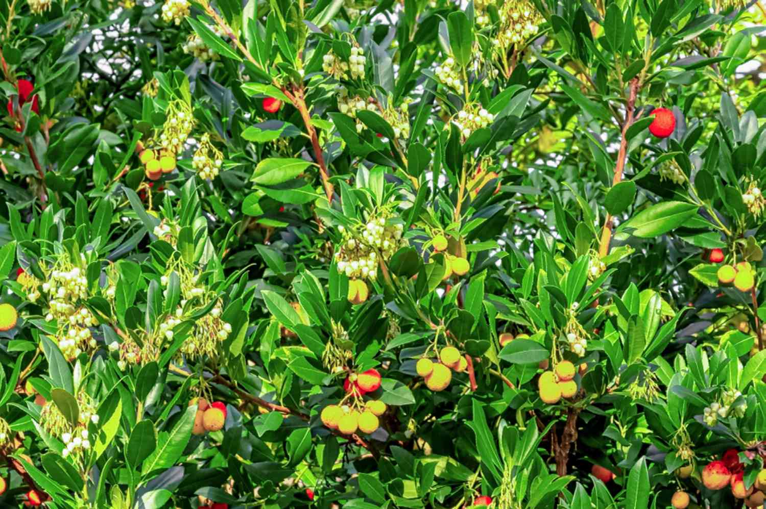 Arbutus Tree Growing in Garden, Healthy Evergreen Tree with Red Berries