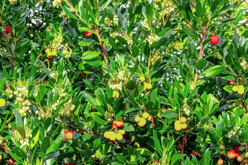 Arbutus Seeds: Planting For A Bountiful Berry Harvest Fruit Seeds