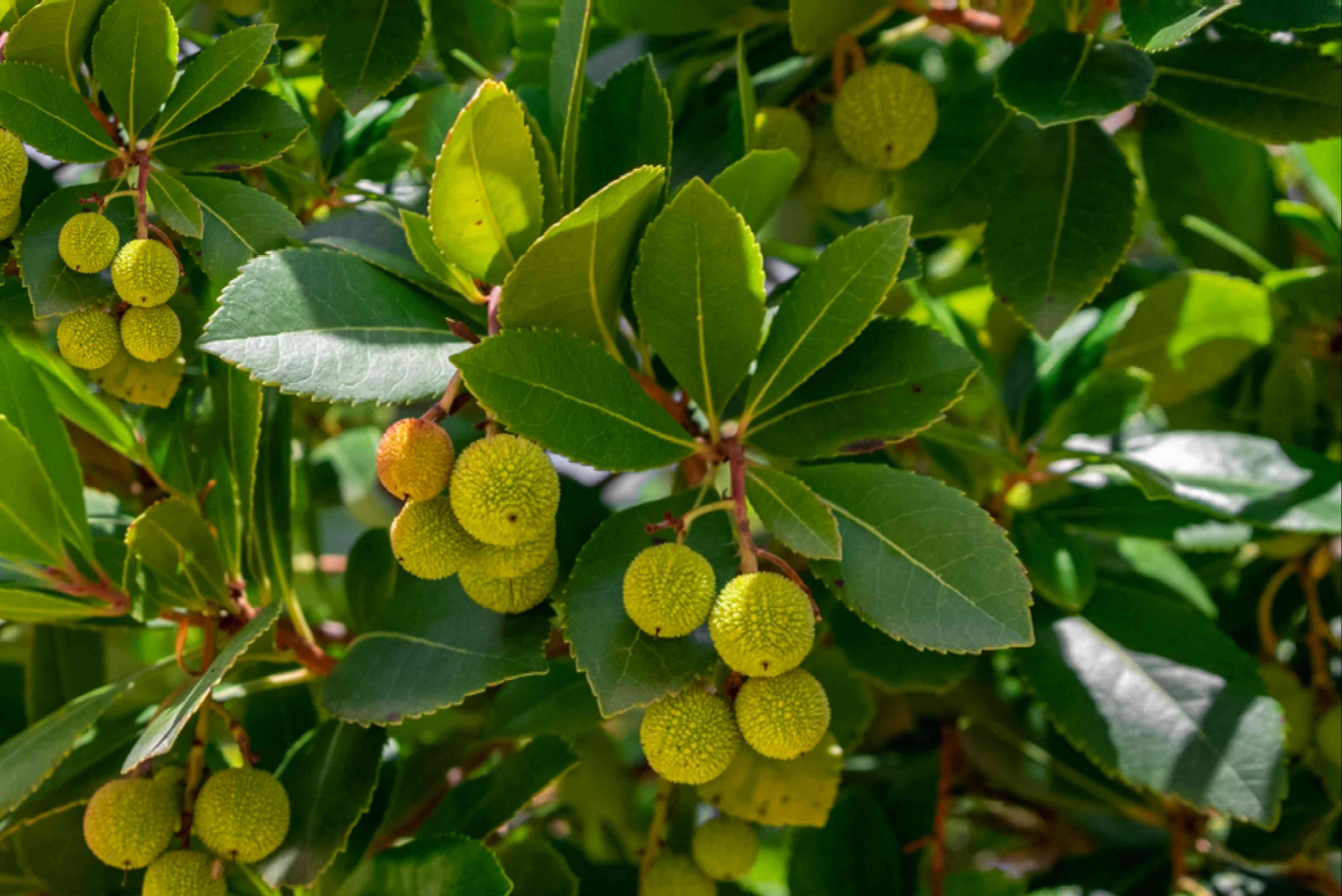 Step-by-Step Planting Instructions for Arbutus Seeds in Your Garden