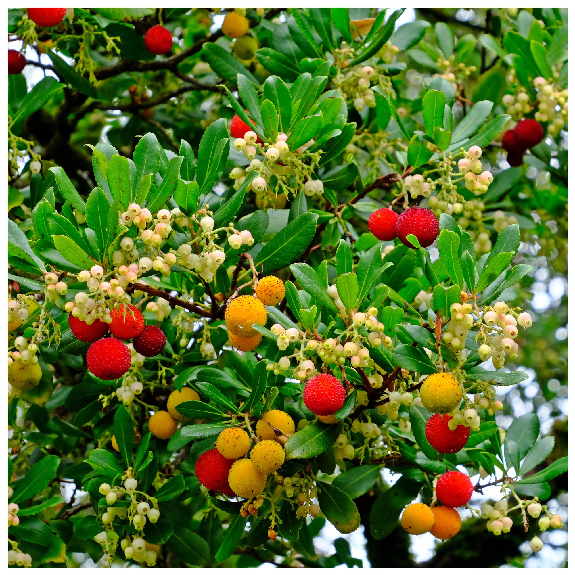 Arbutus Tree Growing in Garden, Evergreen Tree with Vibrant Red Berries