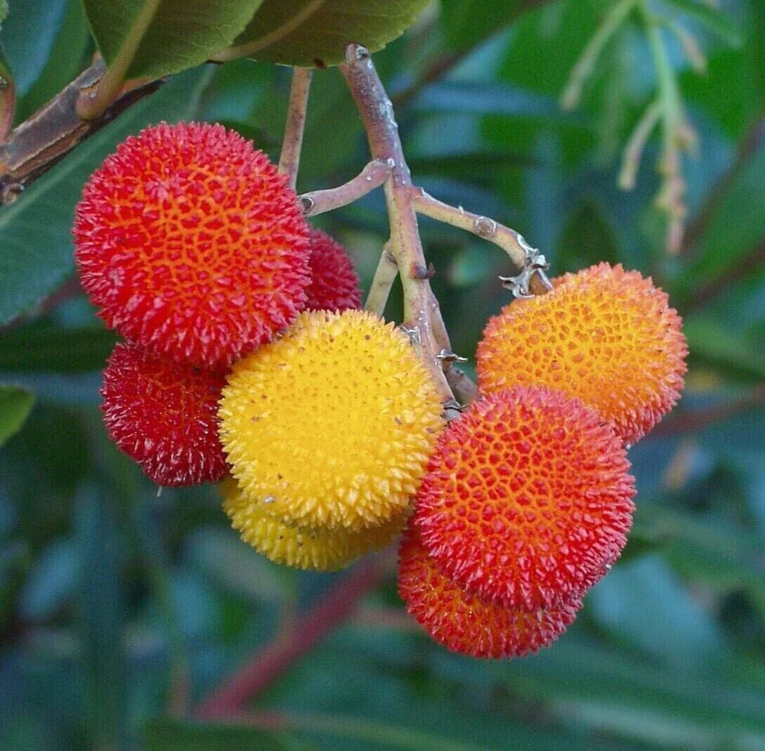 Arbutus Unedo Strawberry Tree Growing in Garden, Healthy Tree with Red Berries and Vibrant Foliage