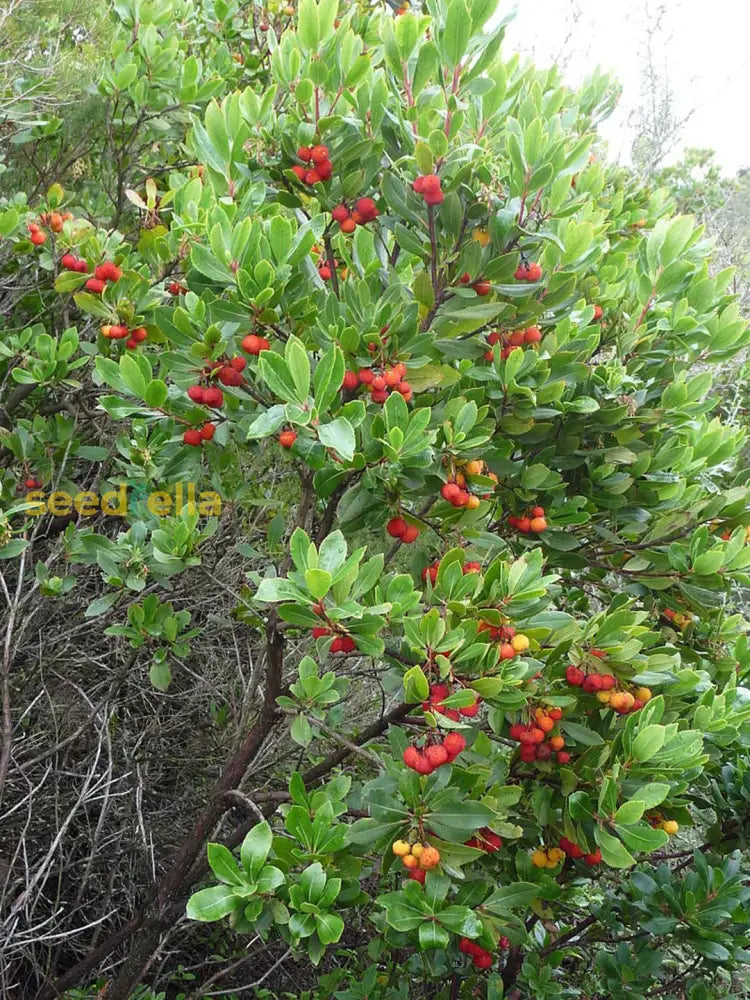 Arbutus Unedo Strawberry Tree Seeds - Planting Mix Fruit