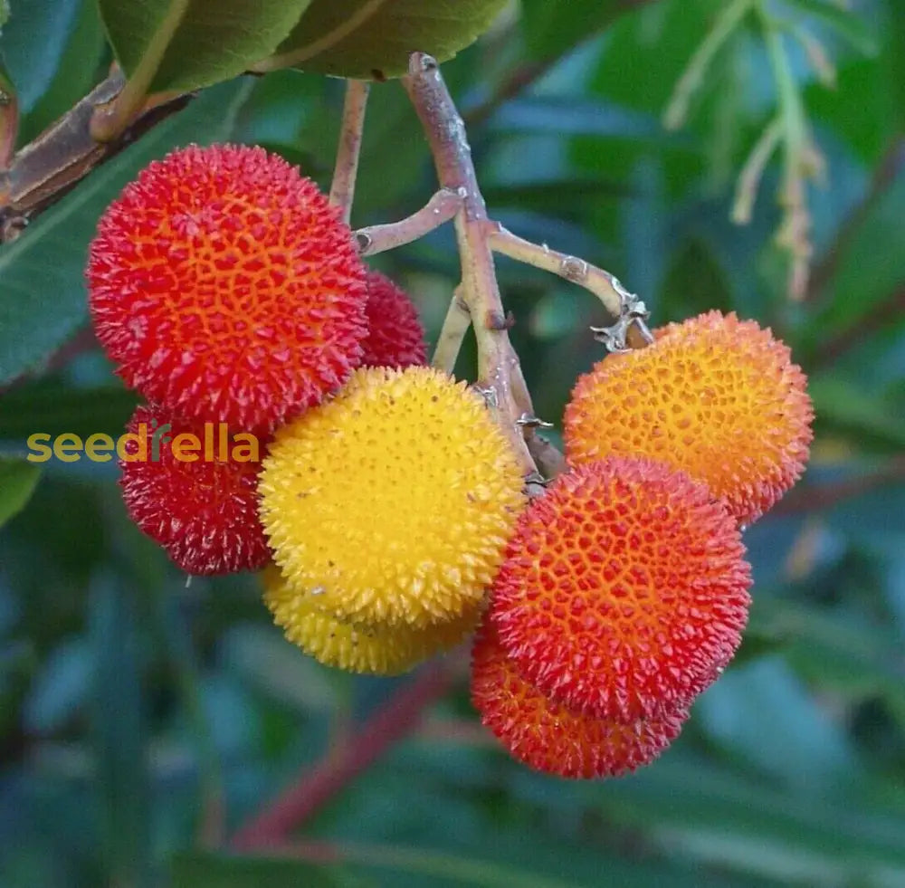 Arbutus Unedo Strawberry Tree Seeds - Planting Mix Fruit