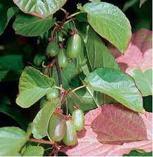 Arctic Beauty Kiwi Vine Seeds – Ornamental Non-GMO Edible Plant