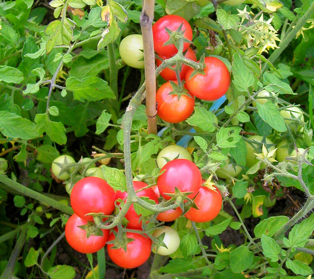 Arctic Plenty fruit plant grown from seeds