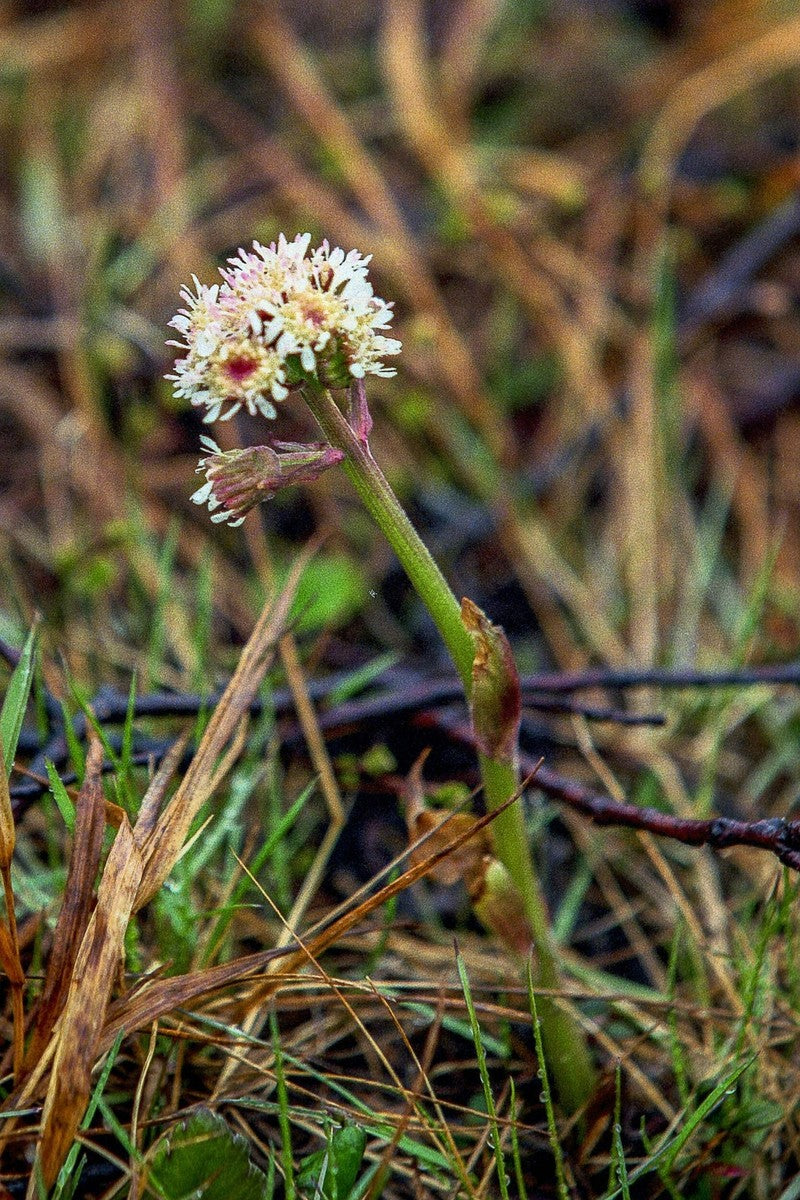 Arctic Sweet Coltsfoot seeds thriving in moist soil garden areas