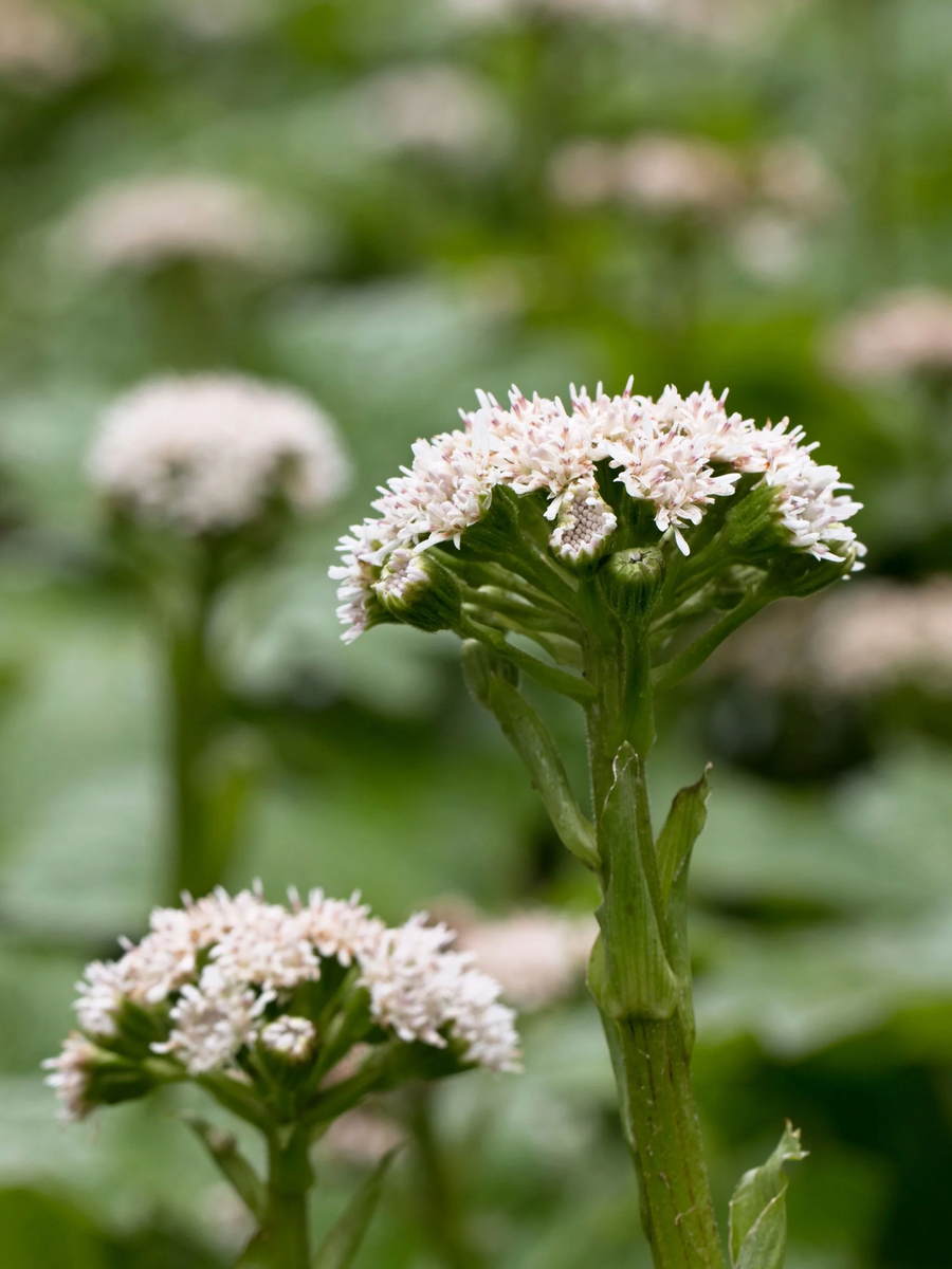 Shade garden Arctic Sweet Coltsfoot plants grown from non-GMO seeds