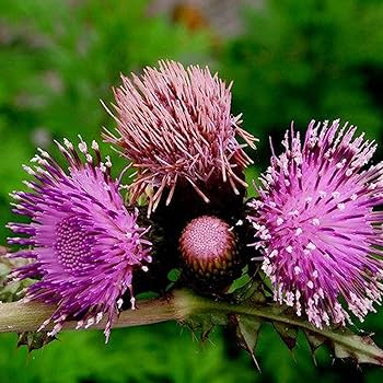 Arctium lappa edible burdock growing in full sun