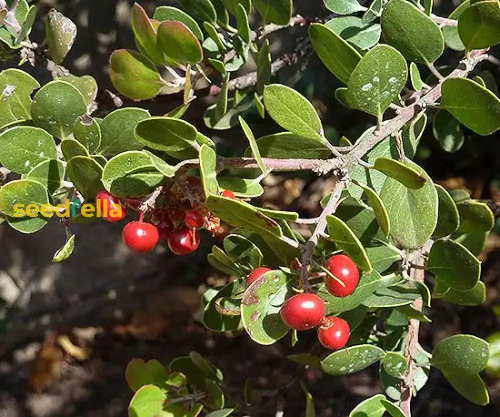 Arctostaphylos Manzanita Tree Seeds For Easy Planting Fruit