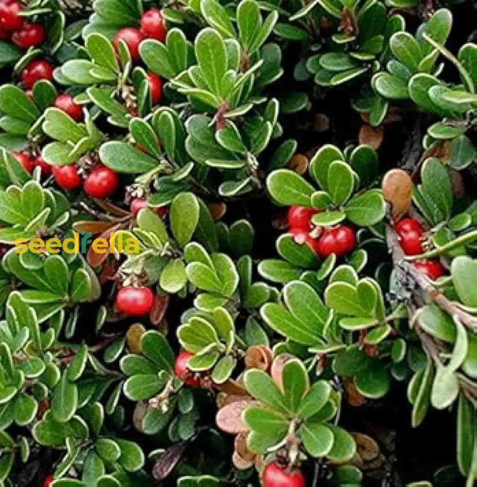 Arctostaphylos Manzanita Tree Seeds For Easy Planting Fruit