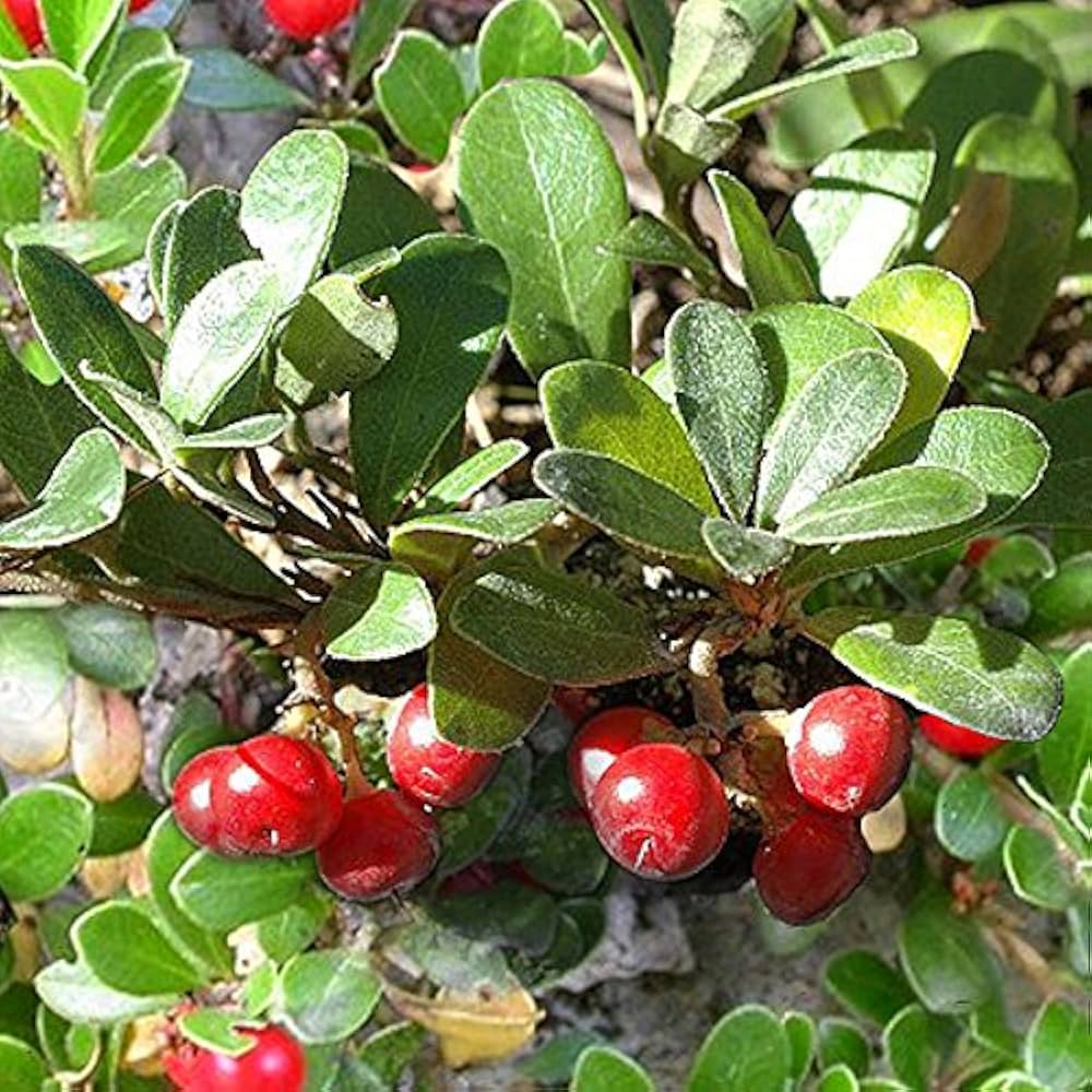 Arctostaphylos uva-ursi Bearberry seedlings growing in pots