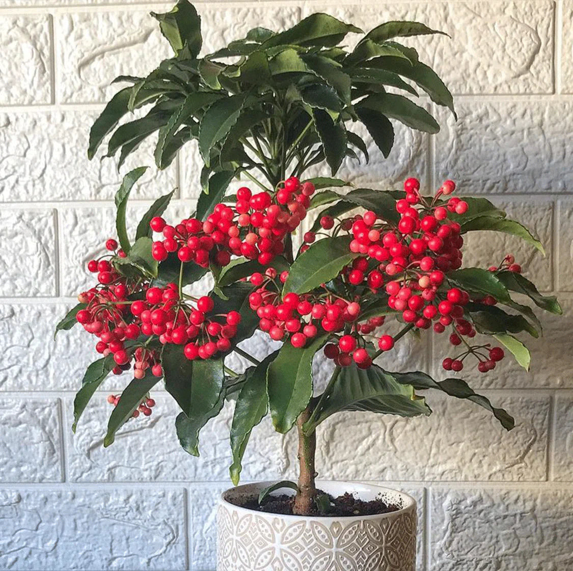 Ardisia Crenata Plants Growing in Garden, Healthy Shrub with Vibrant Red Berries