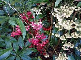 Step-by-Step Guide for Planting Ardisia Crenata Seeds in Your Garden
