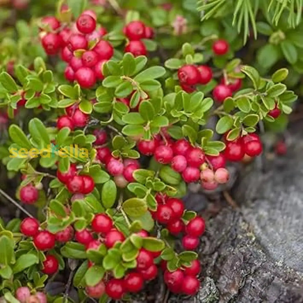 Arenado Rojo Tree Growing in Garden, Vibrant Red Fruits on the Tree