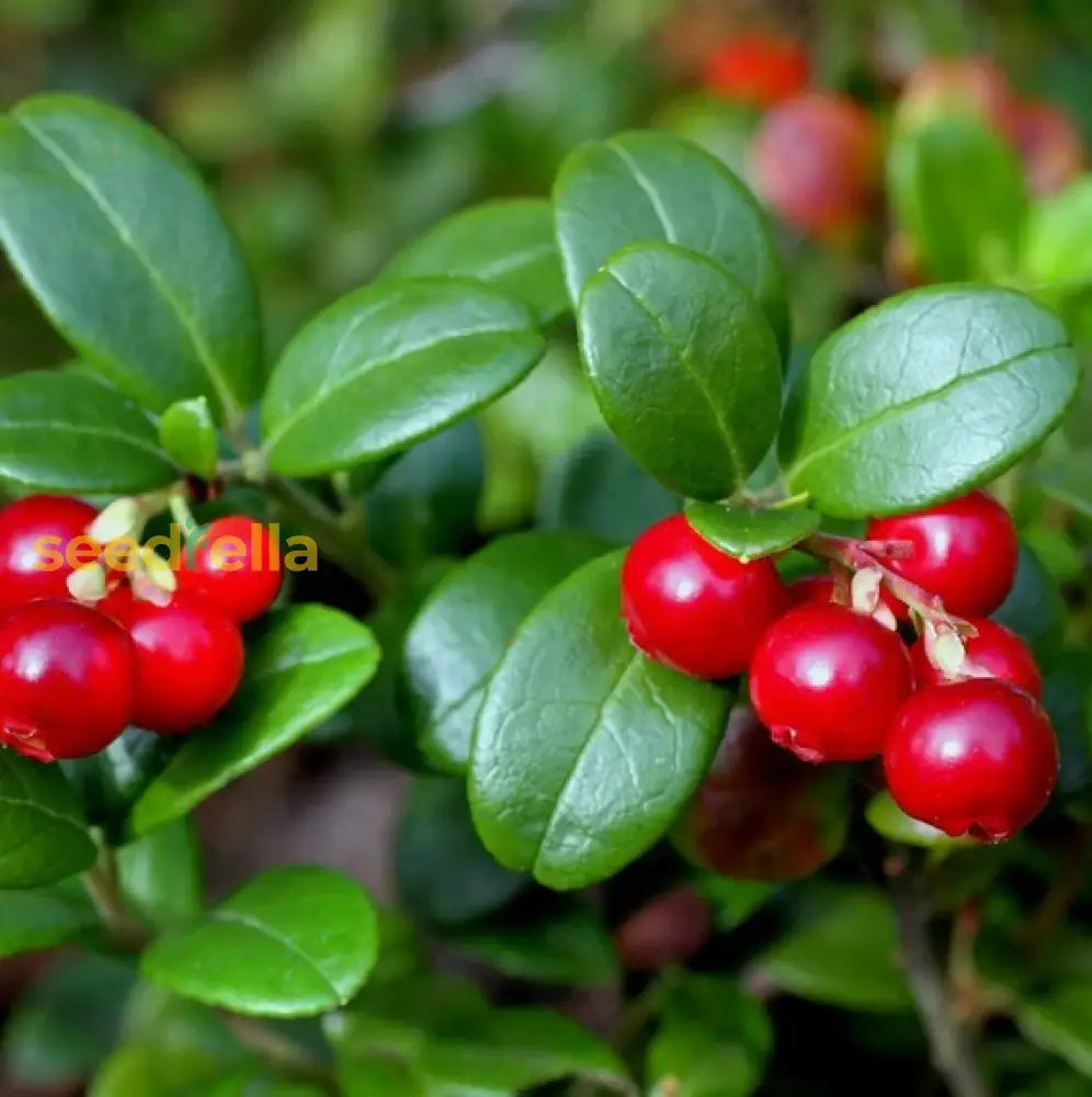 Arenado Rojo Fruit Seeds for Planting, Easy Guide for Growing Tropical Fruit 