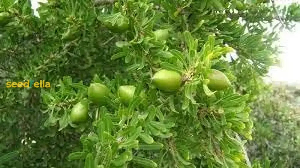 Argan Tree Seeds For Planting In Morocco Fruit