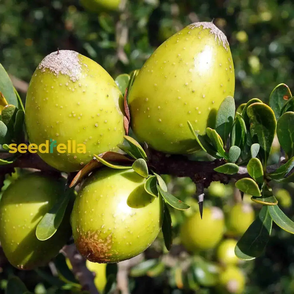 Argania Spinosa Fruit Seeds - Easy Planting