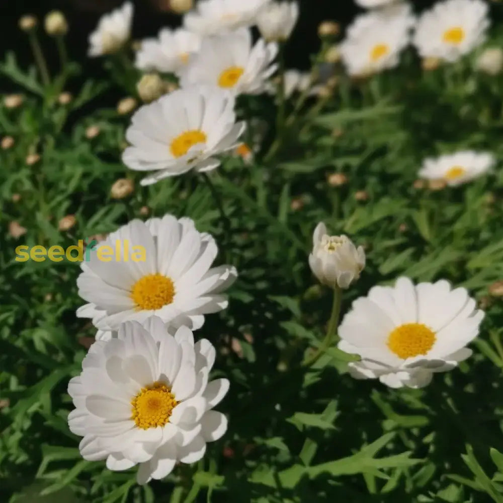 Argyranthemum flower seeds for easy garden planting
