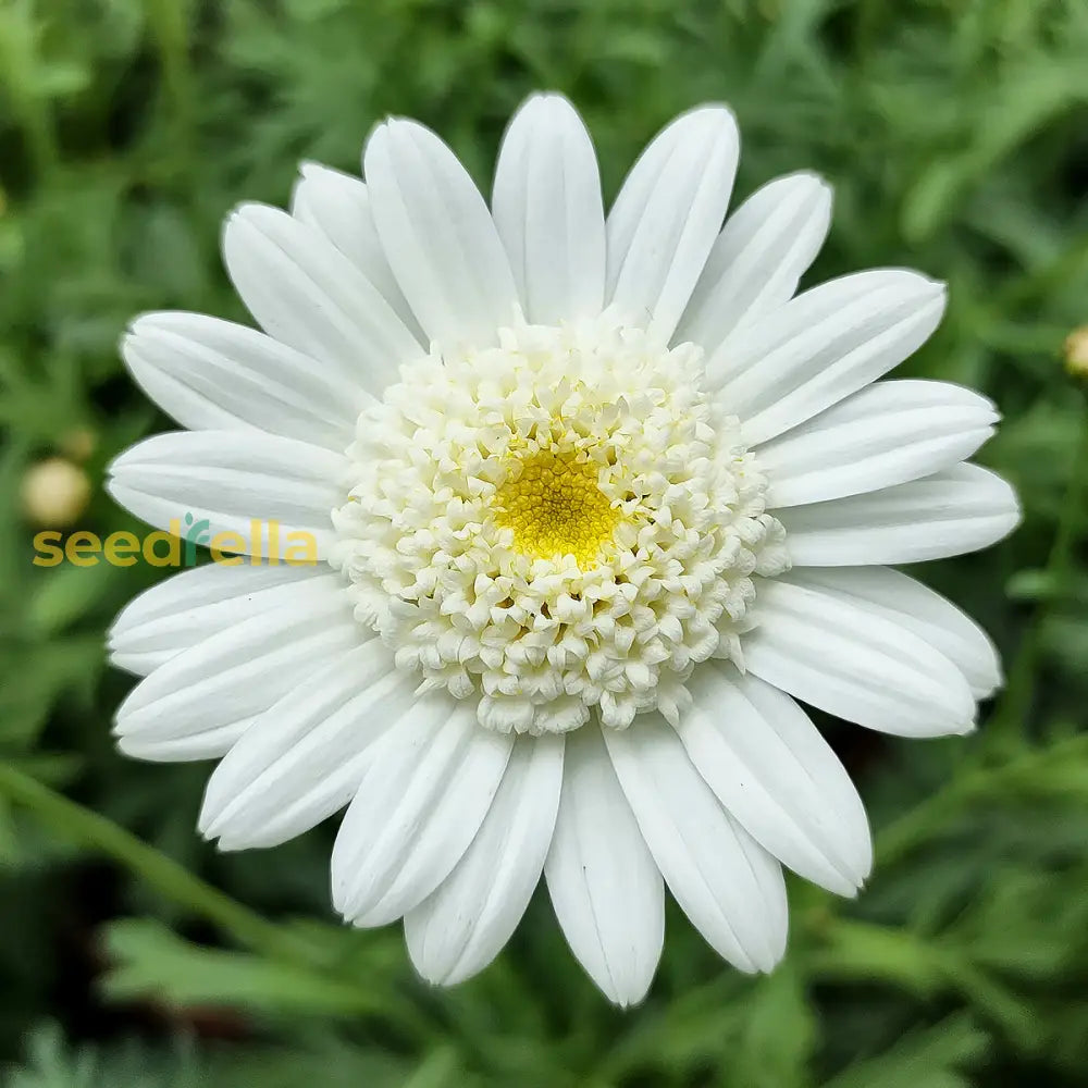 Argyranthemum seeds for borders and containers
