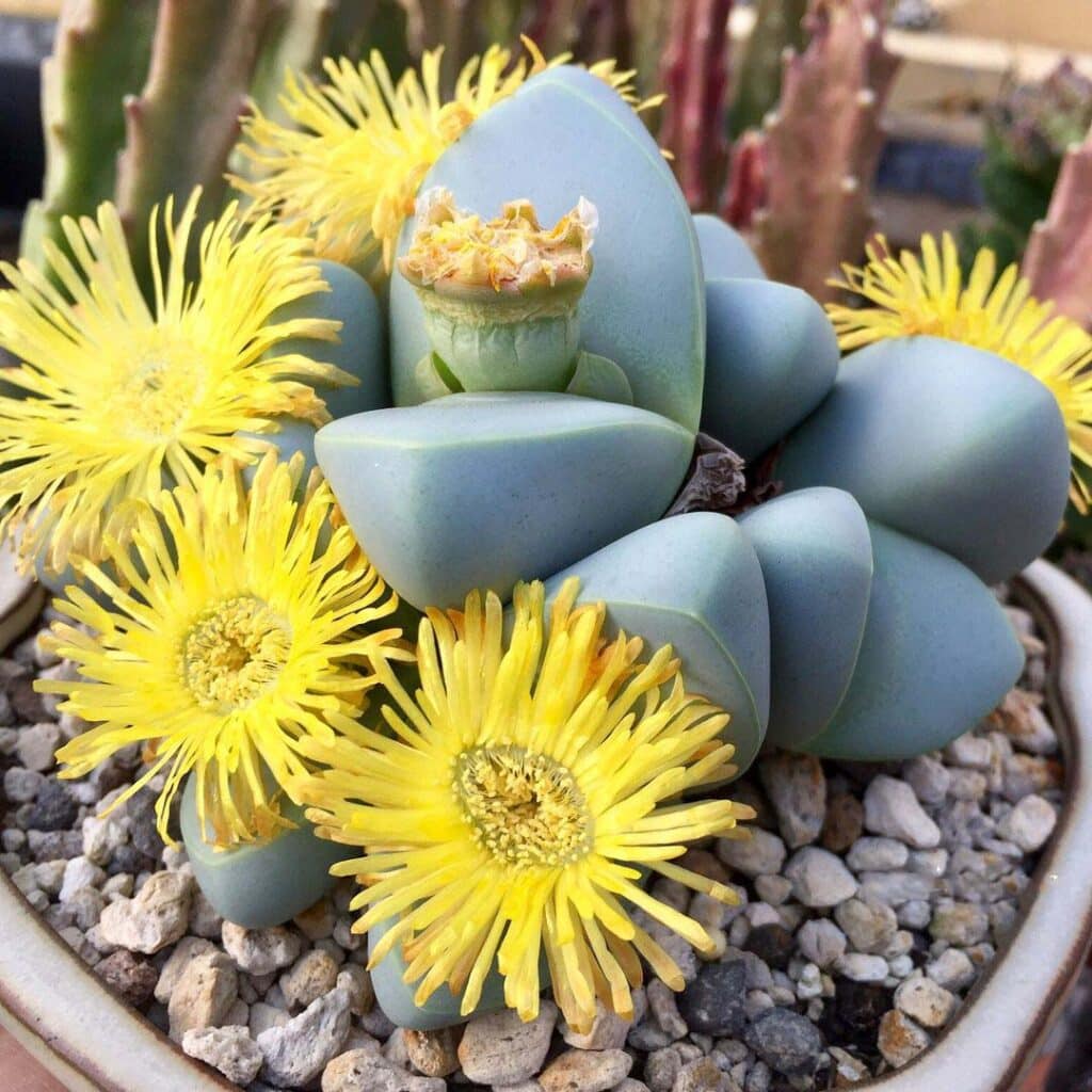 Argyroderma Flower Blooming from Succulent