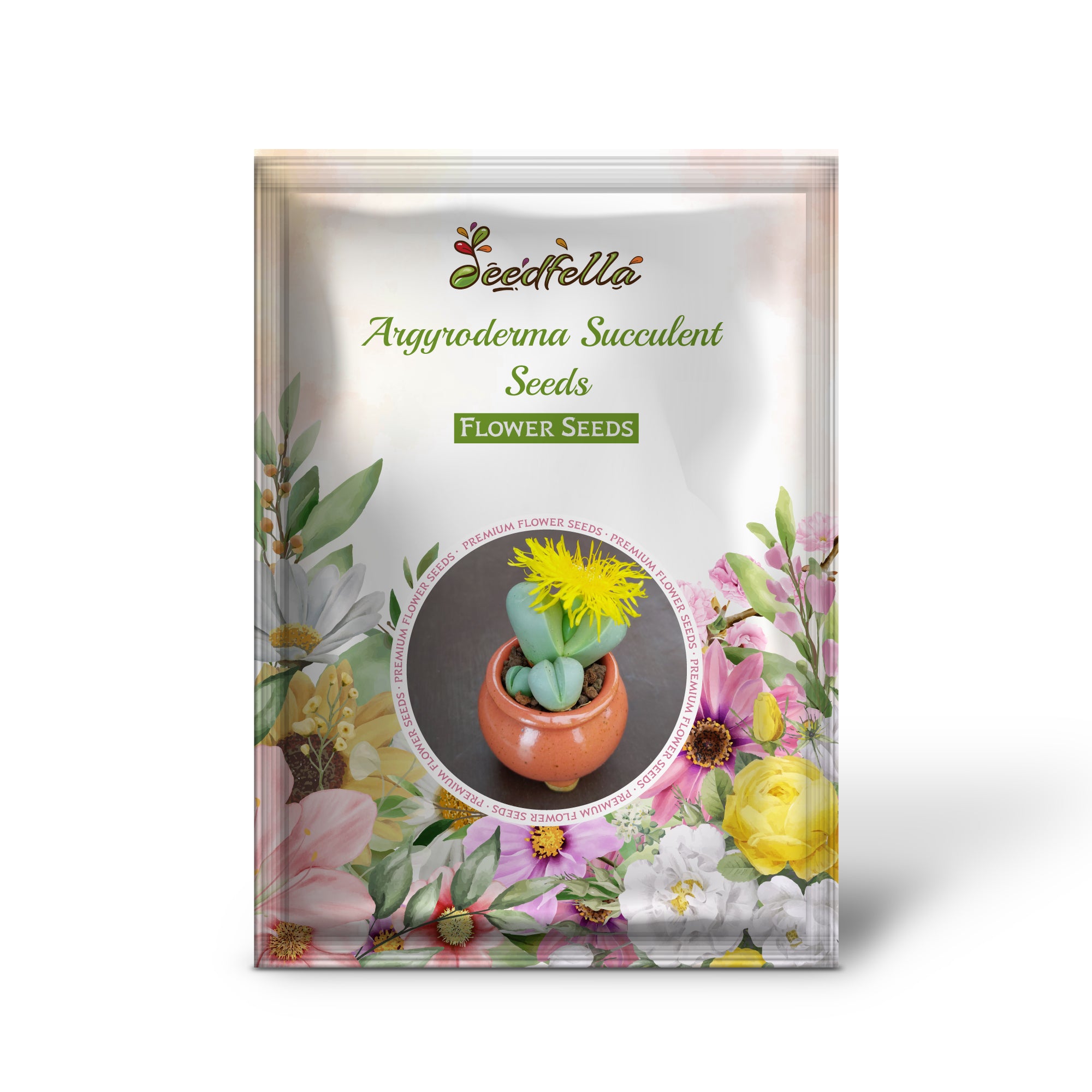 Argyroderma Living Stones Succulent in Pot