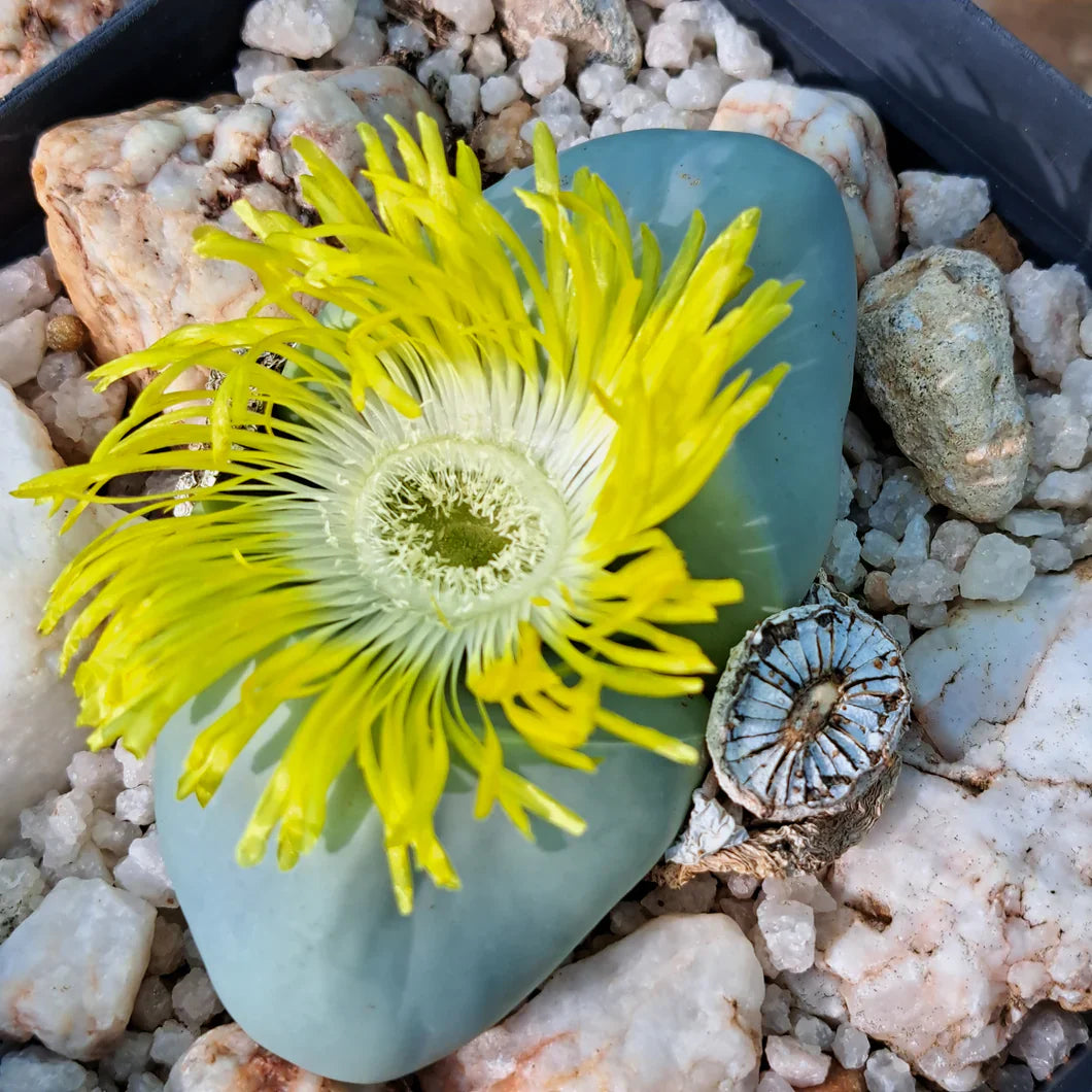 Argyroderma Succulent Seeds for Planting