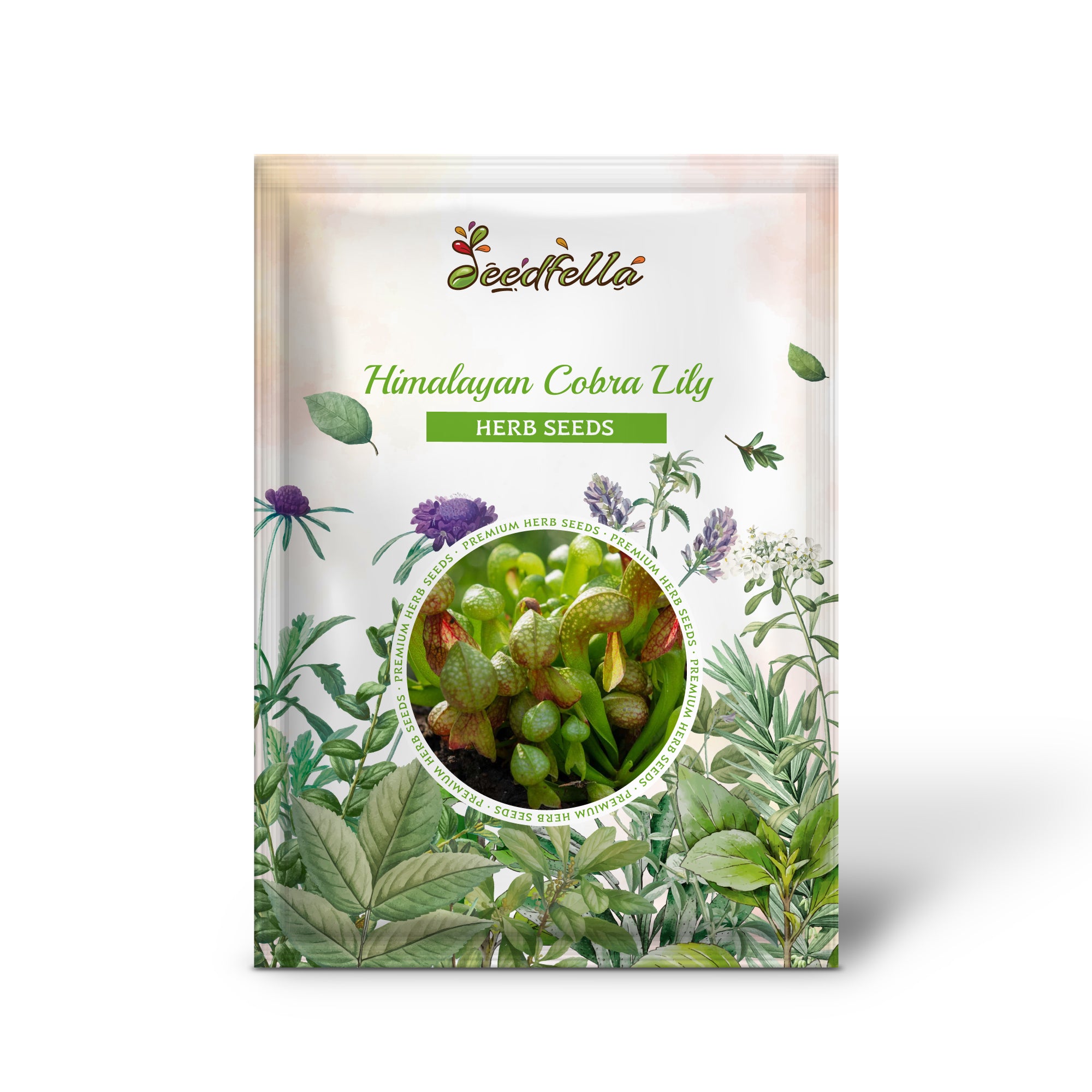 Asian Jack in the Pulpit grown from Himalayan Cobra Lily seeds in shade gardens