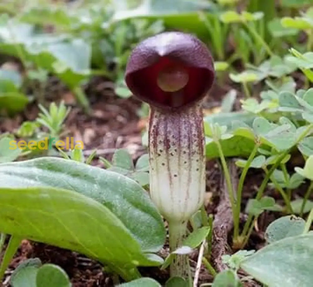 Arisarum Vulgare Seeds For Planting Flower