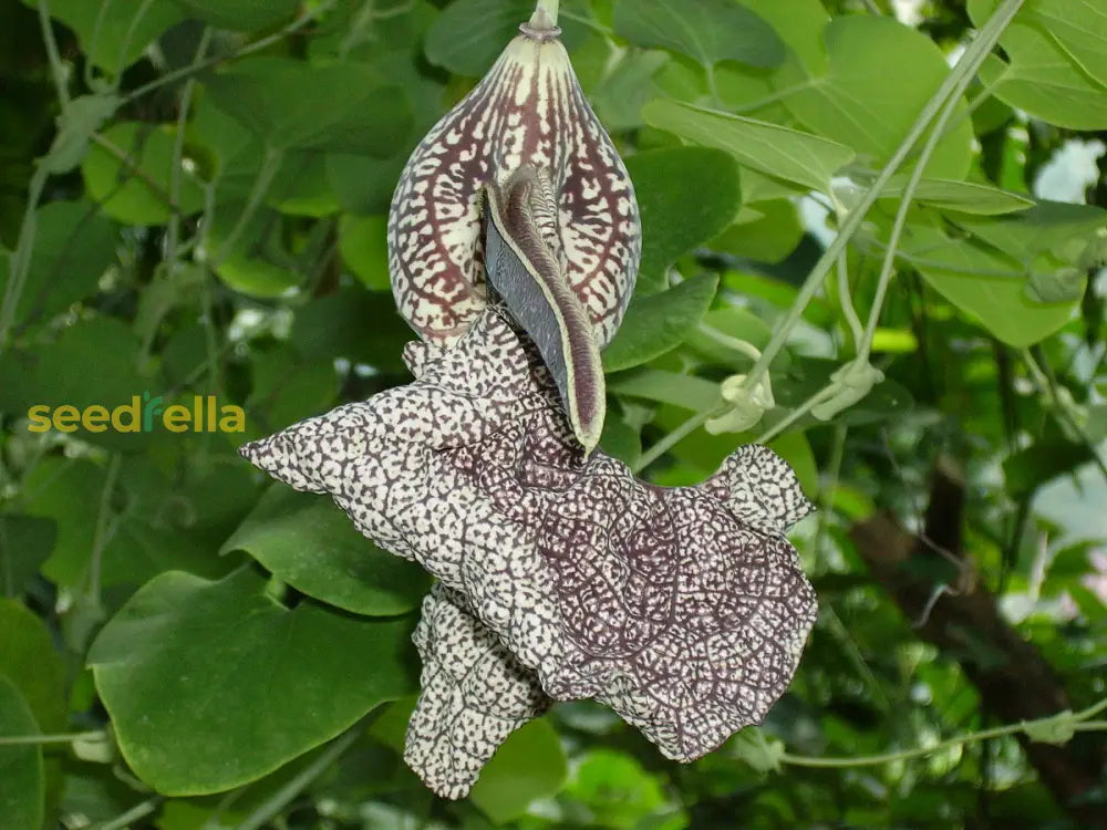 Aristolochia Debilis Seeds - Unique Vine Planting For Garden Enthusiasts Plant Seeds