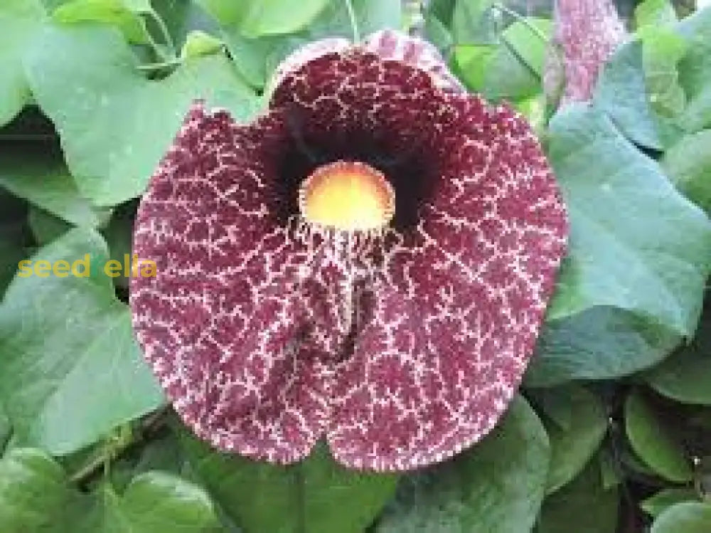 Aristolochia Elegans Flower Seeds For Planting Exotic Vines