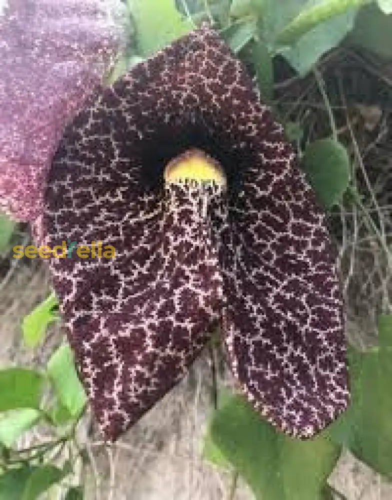 Aristolochia Elegans Flower Seeds For Planting Exotic Vines