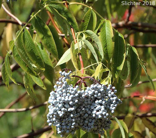 Arizona Blue Elder Seeds – Non-GMO Sambucus cerulea Edible Shrub