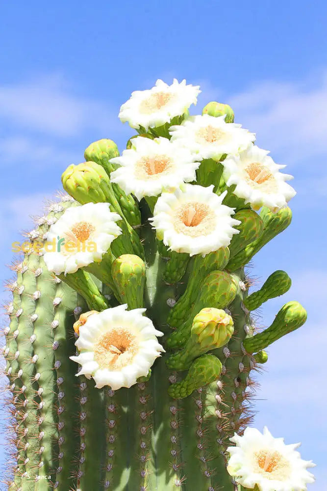 Arizona Flower Seeds For Planting: Desert Beauty Collection