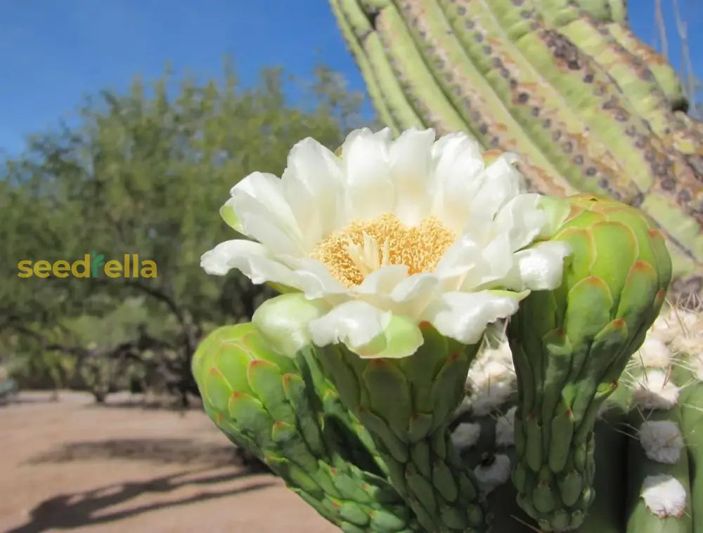 Arizona Flower Seeds For Planting: Desert Beauty Collection