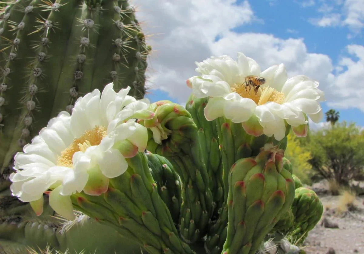 Arizona Flower Seedlings Emerging in Sandy Soil
