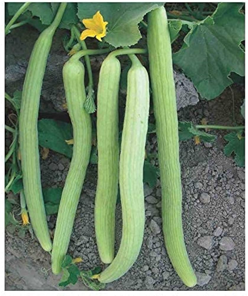 Armenian Pale Green Cucumber Seeds Non-GMO for sweet refreshing cucumbers