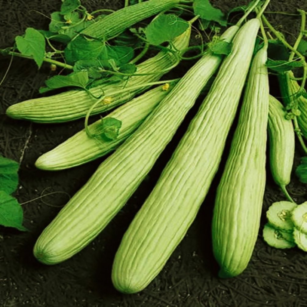 Armeno Yard Cucumber Seeds long Non-GMO cucumber seeds for planting