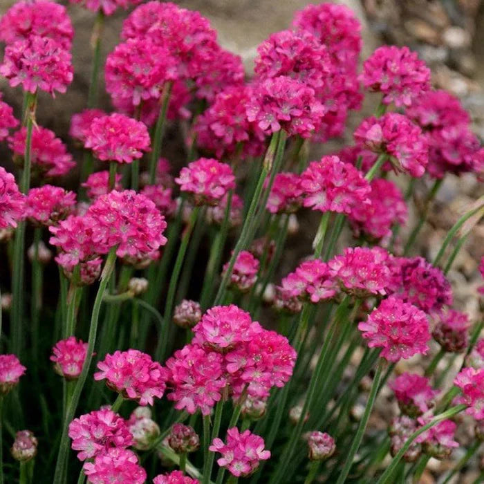 Armeria Plants Decorating Garden Borders
