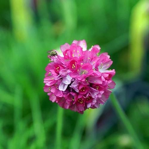 Close-Up of Colorful Armeria Flower Clusters