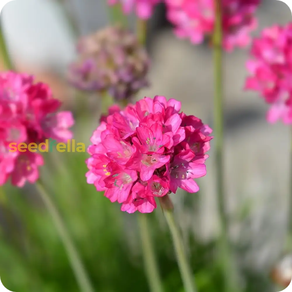 Armeria Flower Seeds For Colorful Blooms - Planting Pack