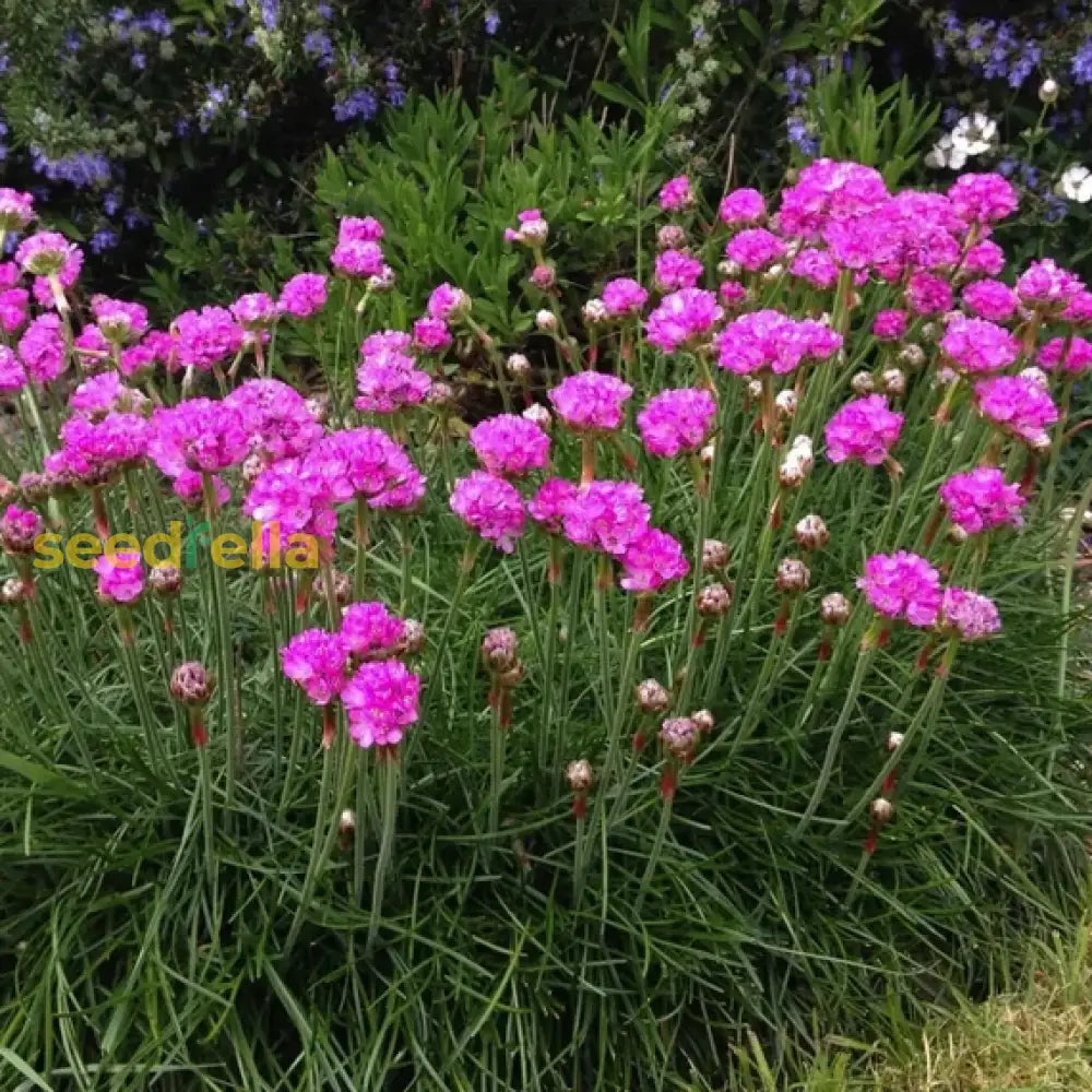 Armeria maritima seeds for planting