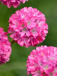 Armeria Flowers Growing in a Rock Garden