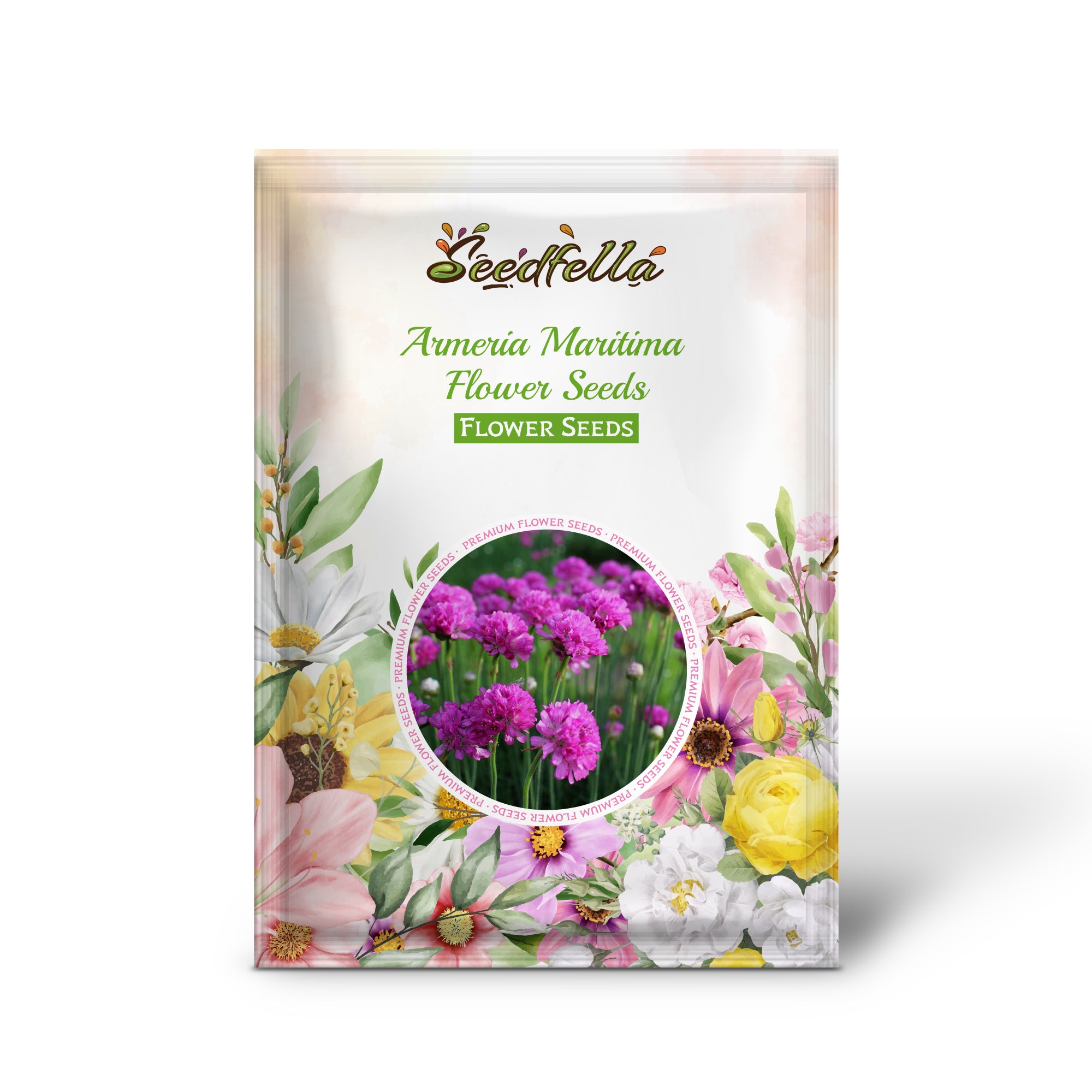 Armeria seeds germination seedlings